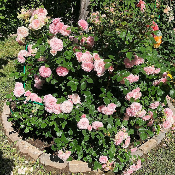 Розы в ландшафтном дизайне: советы по выбору, расположению и 54 вдохновляющих фото