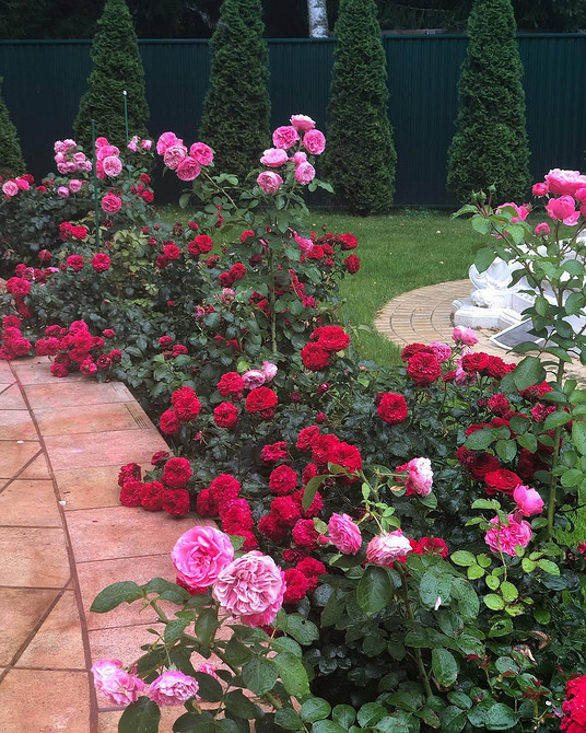 Розы в ландшафтном дизайне: советы по выбору, расположению и 54 вдохновляющих фото