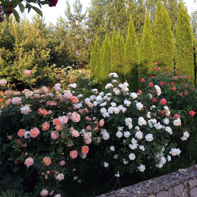Розы в ландшафтном дизайне: советы по выбору, расположению и 54 вдохновляющих фото