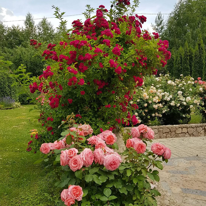 Розы в ландшафтном дизайне: советы по выбору, расположению и 54 вдохновляющих фото