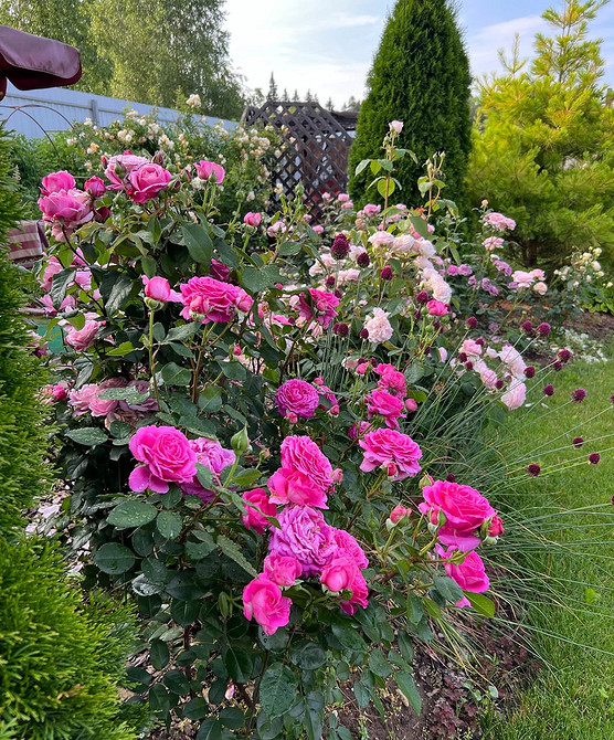 Розы в ландшафтном дизайне: советы по выбору, расположению и 54 вдохновляющих фото