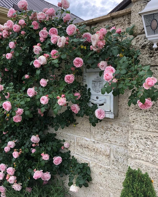 Розы в ландшафтном дизайне: советы по выбору, расположению и 54 вдохновляющих фото