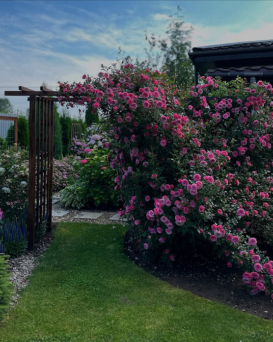Розы в ландшафтном дизайне: советы по выбору, расположению и 54 вдохновляющих фото