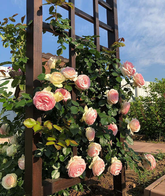 Розы в ландшафтном дизайне: советы по выбору, расположению и 54 вдохновляющих фото