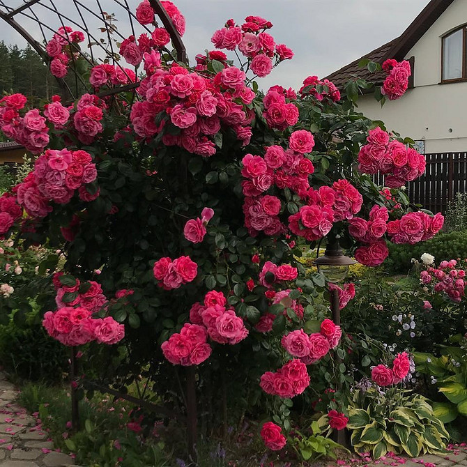 Розы в ландшафтном дизайне: советы по выбору, расположению и 54 вдохновляющих фото