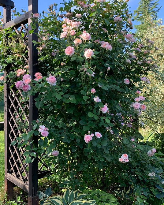 Розы в ландшафтном дизайне: советы по выбору, расположению и 54 вдохновляющих фото