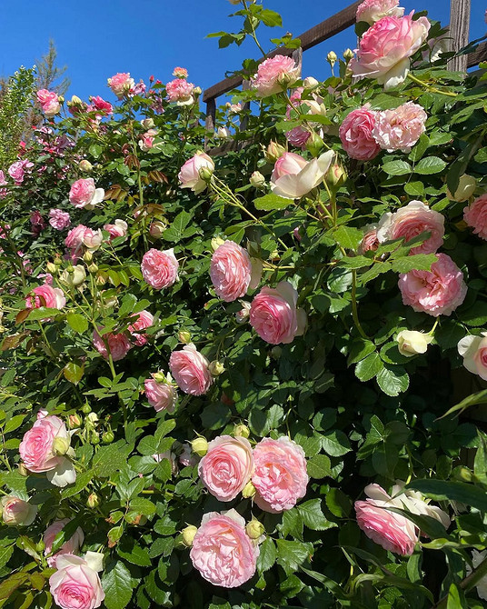 Розы в ландшафтном дизайне: советы по выбору, расположению и 54 вдохновляющих фото