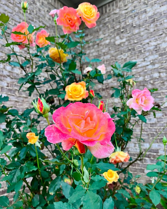 Розы в ландшафтном дизайне: советы по выбору, расположению и 54 вдохновляющих фото