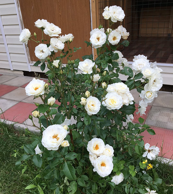 Розы в ландшафтном дизайне: советы по выбору, расположению и 54 вдохновляющих фото