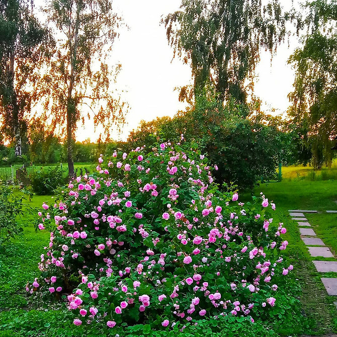 Розы в ландшафтном дизайне: советы по выбору, расположению и 54 вдохновляющих фото