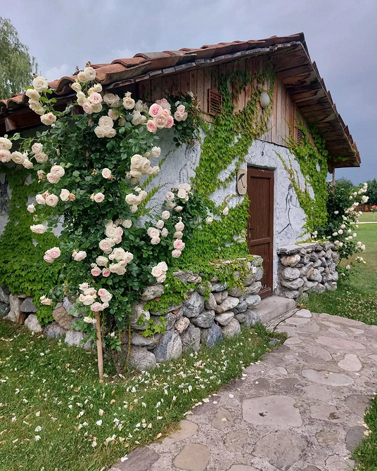 Розы в ландшафтном дизайне: советы по выбору, расположению и 54 вдохновляющих фото