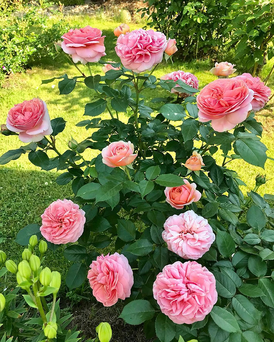 Розы в ландшафтном дизайне: советы по выбору, расположению и 54 вдохновляющих фото