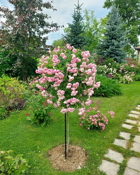 Розы в ландшафтном дизайне: советы по выбору, расположению и 54 вдохновляющих фото