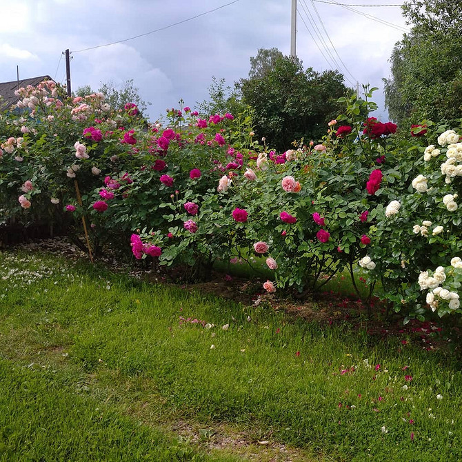 Розы в ландшафтном дизайне: советы по выбору, расположению и 54 вдохновляющих фото