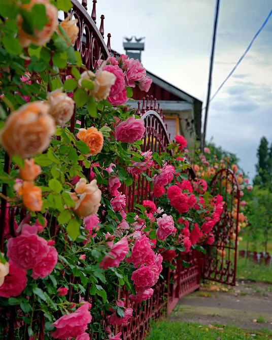 Розы в ландшафтном дизайне: советы по выбору, расположению и 54 вдохновляющих фото
