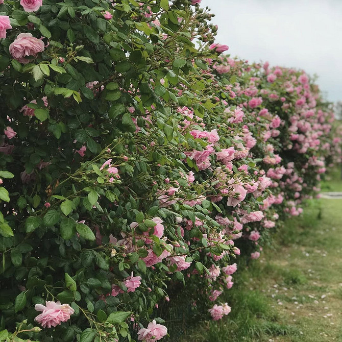 Розы в ландшафтном дизайне: советы по выбору, расположению и 54 вдохновляющих фото