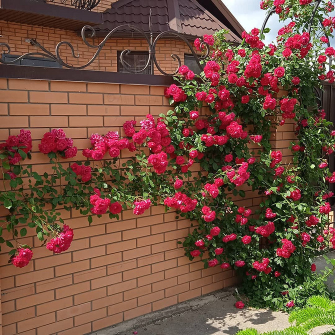 Розы в ландшафтном дизайне: советы по выбору, расположению и 54 вдохновляющих фото