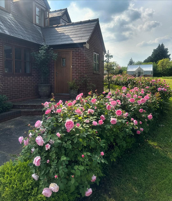 Розы в ландшафтном дизайне: советы по выбору, расположению и 54 вдохновляющих фото