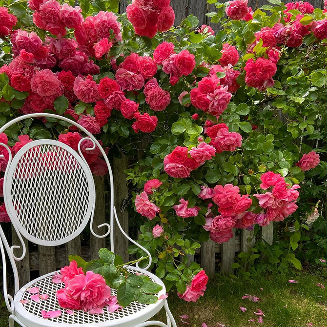 Розы в ландшафтном дизайне: советы по выбору, расположению и 54 вдохновляющих фото