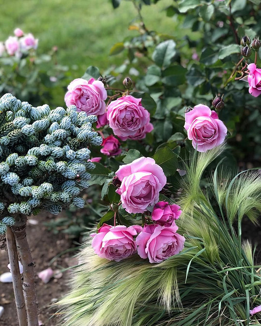 Розы в ландшафтном дизайне: советы по выбору, расположению и 54 вдохновляющих фото