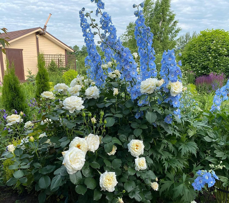 Розы в ландшафтном дизайне: советы по выбору, расположению и 54 вдохновляющих фото