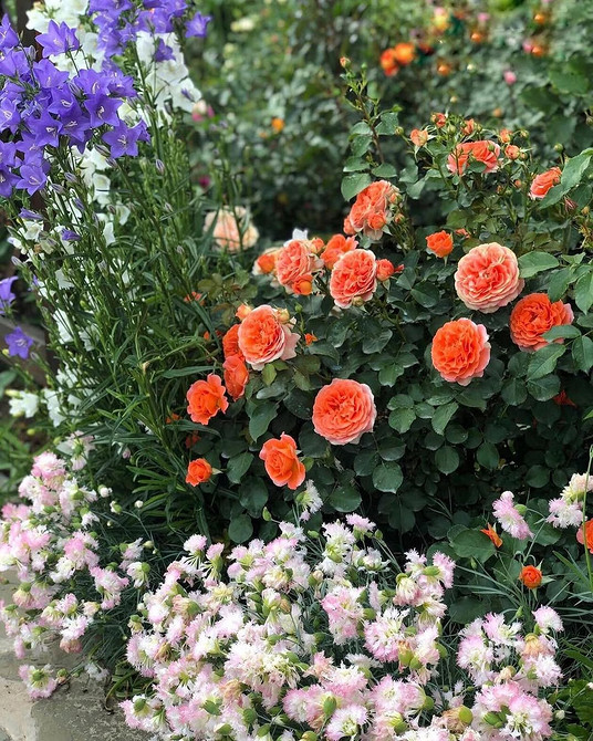 Розы в ландшафтном дизайне: советы по выбору, расположению и 54 вдохновляющих фото