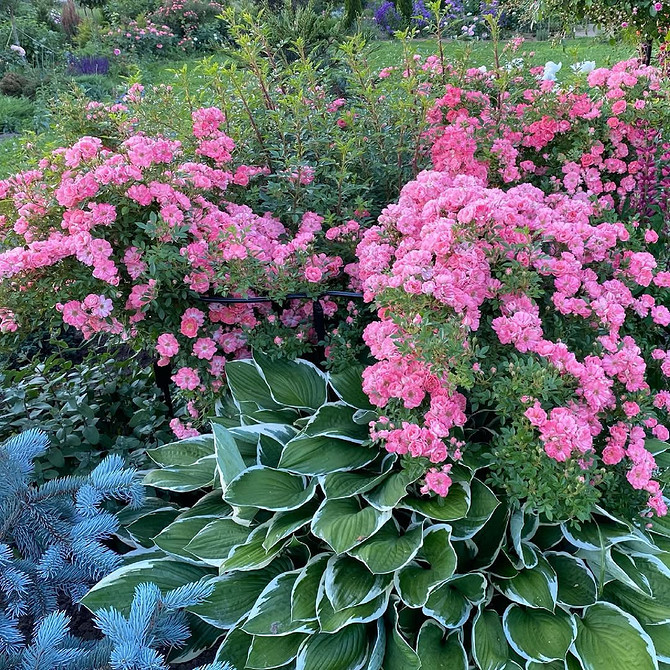 Розы в ландшафтном дизайне: советы по выбору, расположению и 54 вдохновляющих фото