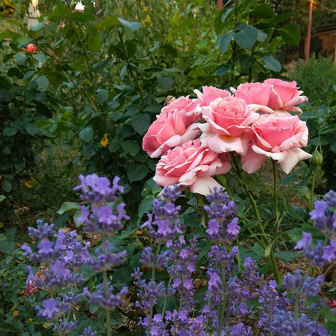 Розы в ландшафтном дизайне: советы по выбору, расположению и 54 вдохновляющих фото