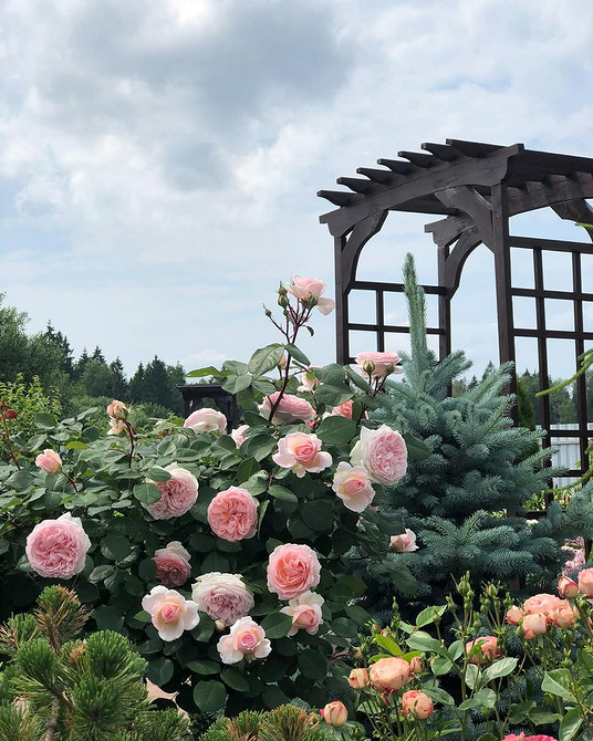 Розы в ландшафтном дизайне: советы по выбору, расположению и 54 вдохновляющих фото