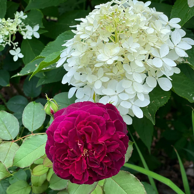 Розы в ландшафтном дизайне: советы по выбору, расположению и 54 вдохновляющих фото