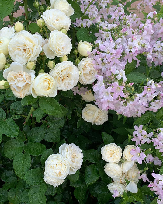 Розы в ландшафтном дизайне: советы по выбору, расположению и 54 вдохновляющих фото