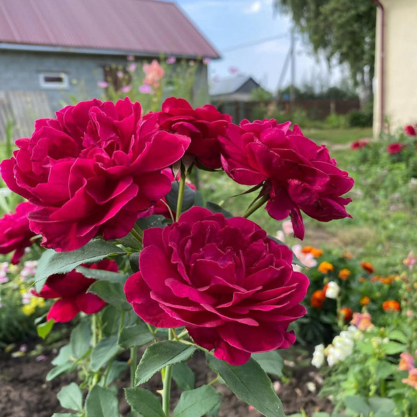 Розы в ландшафтном дизайне: советы по выбору, расположению и 54 вдохновляющих фото