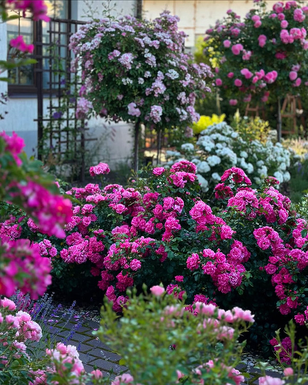 Розы в ландшафтном дизайне: советы по выбору, расположению и 54 вдохновляющих фото