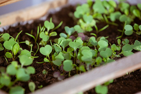 Что и когда сажать в феврале 2026: лунный календарь благоприятных и плохих для посадки дней