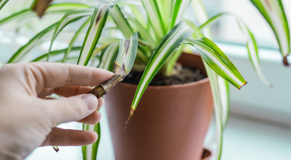 У комнатного растения сохнут кончики листьев: 7 причин и что сделать, чтобы это исправить