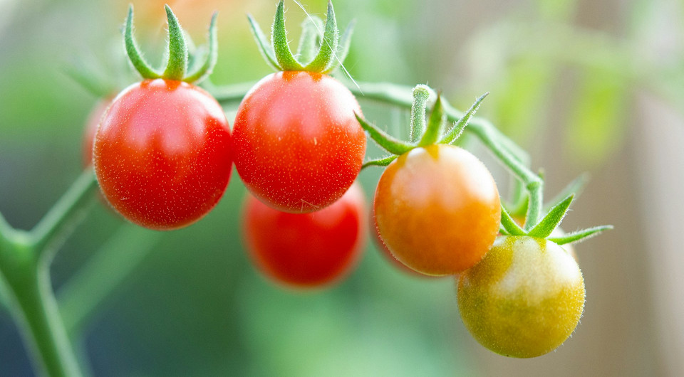 Когда сажать рассаду помидоров в 2026 году: рекомендованные сроки и лучшие дни по лунному календарю