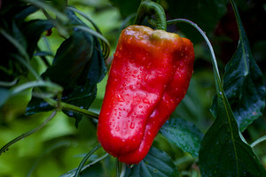 Когда сажать рассаду перца в 2026: подбор лучших дат по лунному календарю и советы по выращиванию