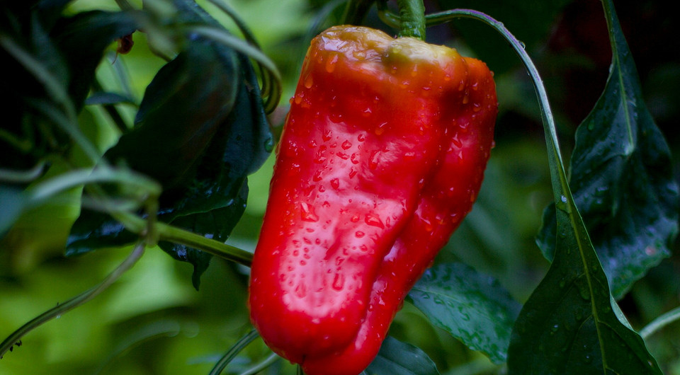 Когда сажать рассаду перца в 2026: подбор лучших дат по лунному календарю и советы по выращиванию