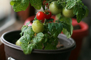 Помидоры на подоконнике: советы по выбору сорта и выращиванию