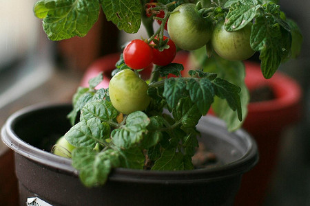 Помидоры на подоконнике: советы по выбору сорта и выращиванию