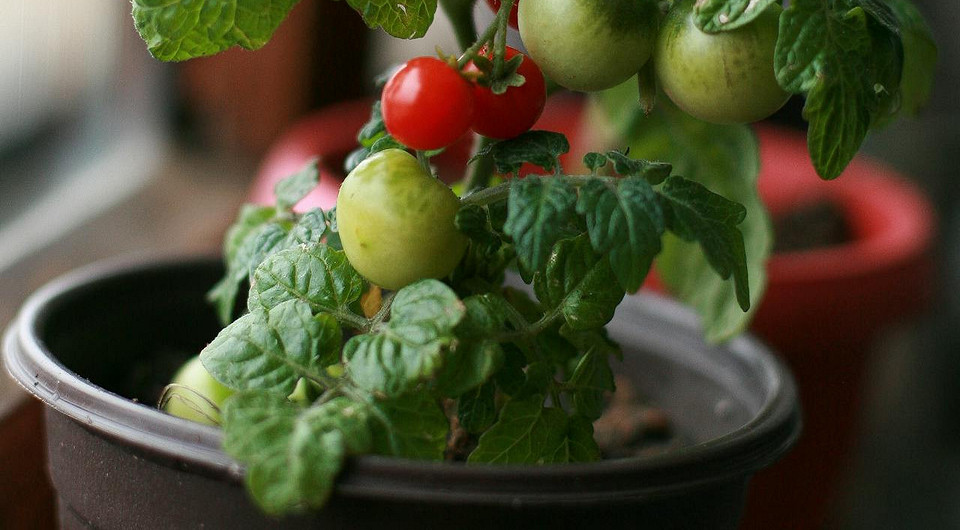 Помидоры на подоконнике: советы по выбору сорта и выращиванию