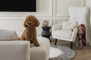 Домашние питомцы: кого можно завести в квартире