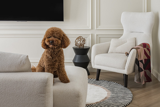 Домашние питомцы: кого можно завести в квартире