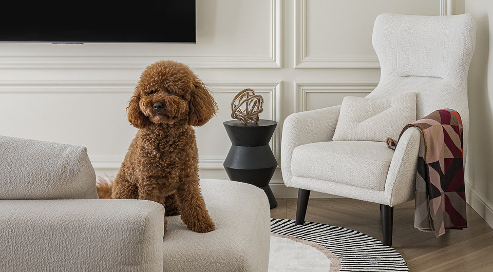 Домашние питомцы: кого можно завести в квартире