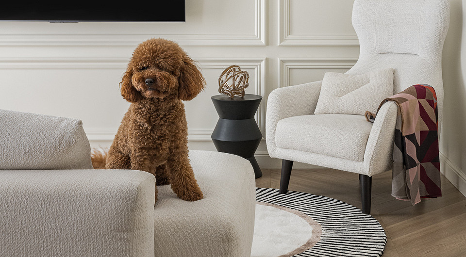 Домашние питомцы: кого можно завести в квартире