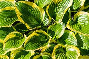 Пересадка и деление хосты: алгоритм действий и важные советы