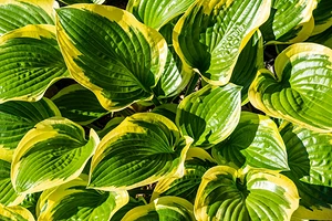 Пересадка и деление хосты: алгоритм действий и важные советы