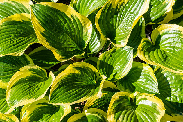 Пересадка и деление хосты: алгоритм действий и важные советы