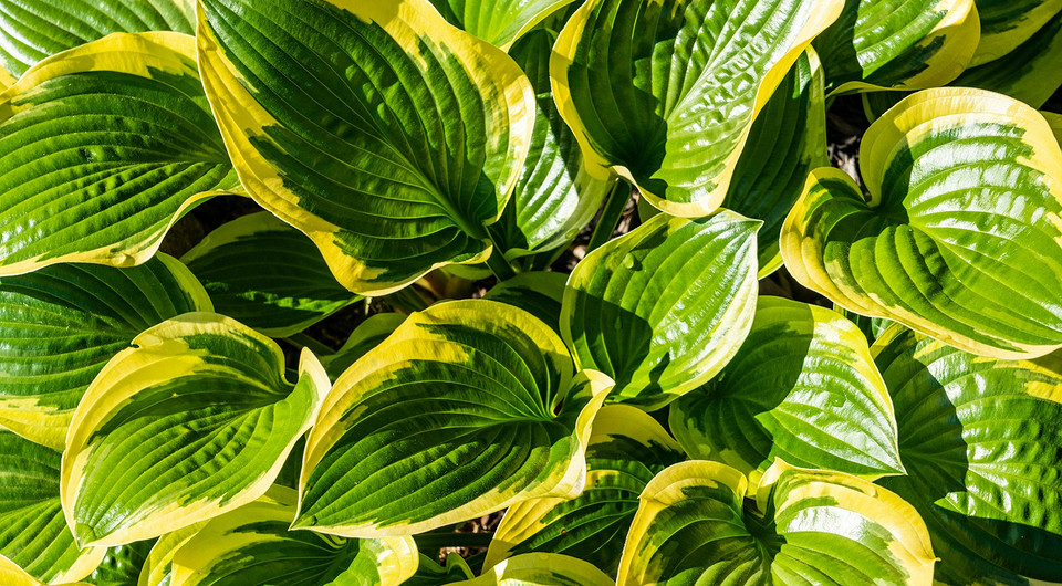 Пересадка и деление хосты: алгоритм действий и важные советы