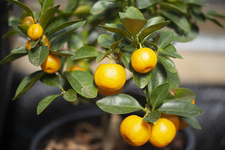 Мандарин из косточки в домашних условиях: как его вырастить и получить урожай